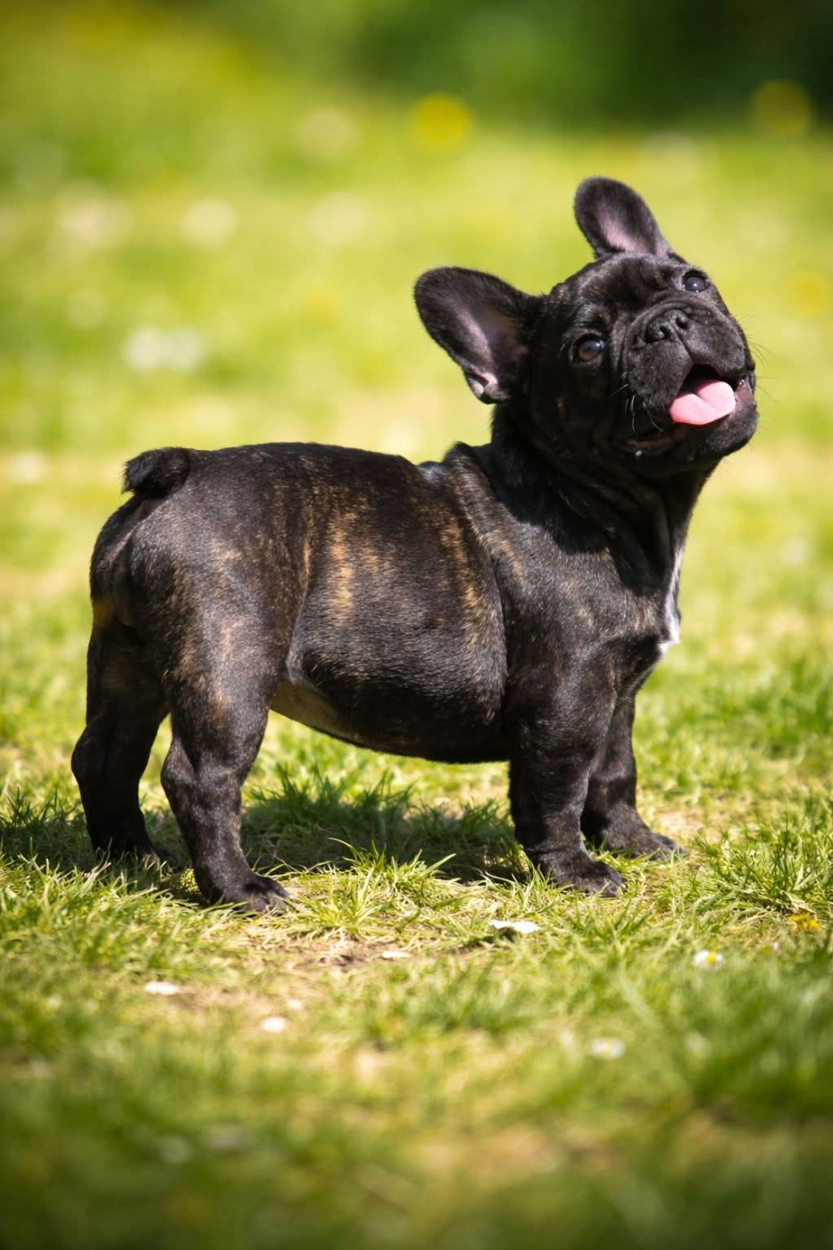 Bull des Terres de Groie